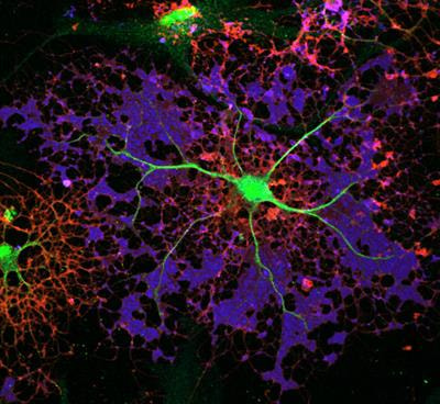 Cover image for research topic "The Mechanobiology of Glial Cells"