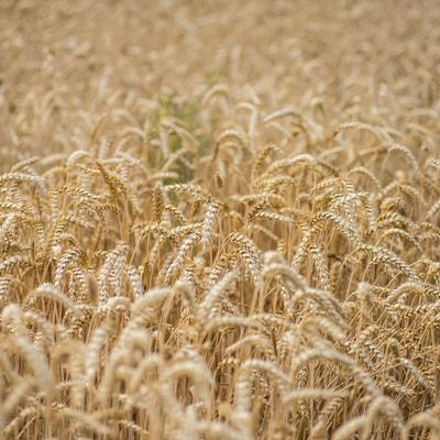 Cover image for research topic "Transitions in Disease and Pest Management: From Classical Crop Protection to Agroecological Management"