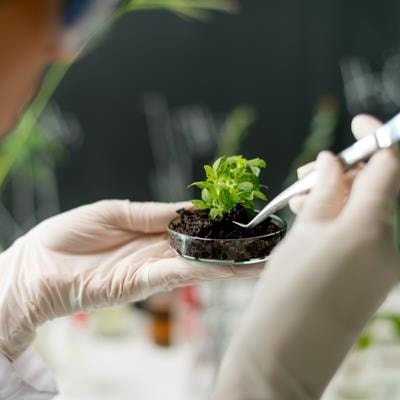 Cover image for research topic "Molecular Biology and Omic Technologies in the Identification of Plants, Plant Derived-Products, Plant Pathogens, and Plant Microbiomes"