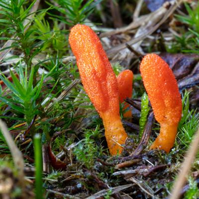 Cover image for research topic "Recent Advances of Omics Technologies in Alternative and Complementary Medicine: Focus on Natural Products and Nutritional Therapy"