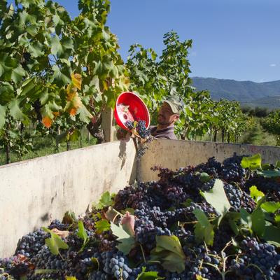 Cover image for research topic "Microbial Modulation to Mitigate the Impact of Climate Change on Wine Production"