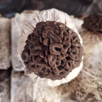 Cover image for research topic "Genetics, Genomics, and Breeding of Edible Mushrooms in Asia"