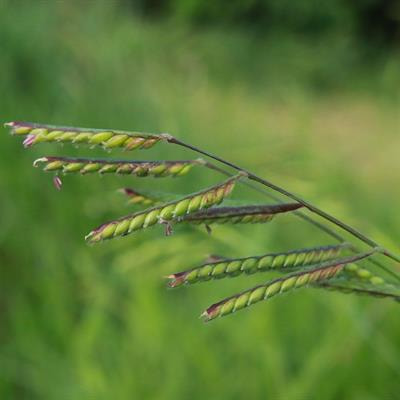 Cover image for research topic "Chemical Composition, Processing, and Health-Promoting Potential of Non-Conventional Edible Plants"