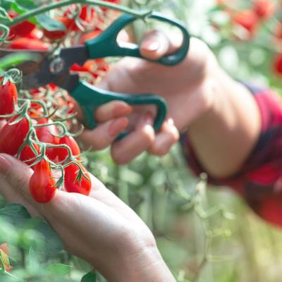 Cover image for research topic "Crop Domestication and Selection: An Evolutionary View Affecting the Development of Agronomic Traits"