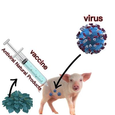 Cover image for research topic "Antiviral Natural Products and Vaccines for Porcine Viruses"