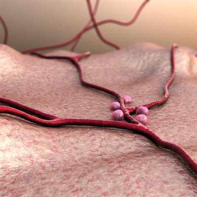 Cover image for research topic "Pancreatic Beta-Cell Dedifferentiation"