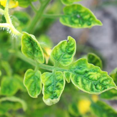 Cover image for research topic "The Interplay of Plant Biotic and Abiotic Stresses: Mechanisms and Management"
