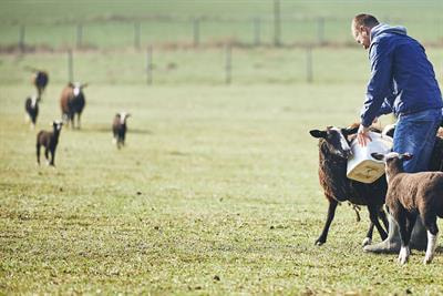 Cover image for research topic "Nutrition Regulation and Stress in Ruminant"