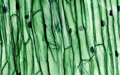 Cover image for research topic "Genetic Response and Resistance in Plants towards Abiotic and Biotic Stresses"