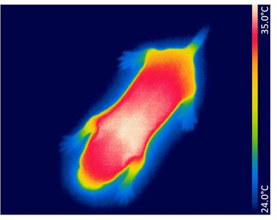 Cover image for research topic "The Evolution of Endothermy – From Patterns to Mechanisms"