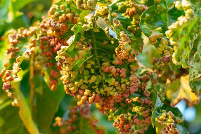 Cover image for research topic "Control of Plant Diseases with Deep Learning"
