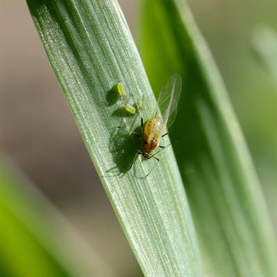Cover image for research topic "Advanced AI Methods for Plant Disease and Pest Recognition"
