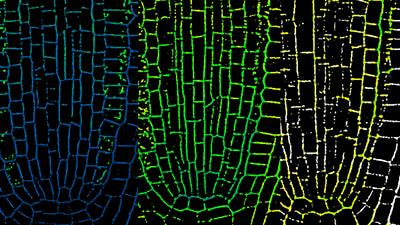 Cover image for research topic "Sensing of and Acclimations to Environmental pH in Plants"