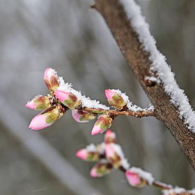 Cover image for research topic "Building Climate Resilient Deciduous Tree Crops by Deciphering Winter Dormancy"