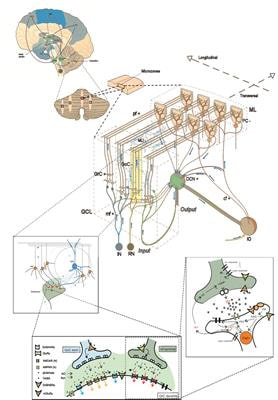 Cover image for research topic "The Cerebellum Inside Out: Cells, Circuits and Functions"