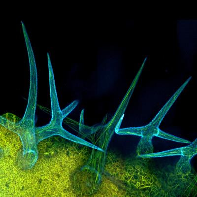 Cover image for research topic "Biological and Physical Basis of the Development of Integument and Associated Structures"