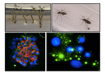 Cover image for research topic "Arbovirus Interactions and Human Disease "
