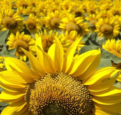 Cover image for research topic "Advances in Oil Crops Research – Classical and New Approaches to Achieve Sustainable Productivity"