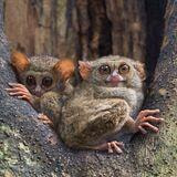 Cover image for research topic "Insights in Zoological Medicine: 2023"