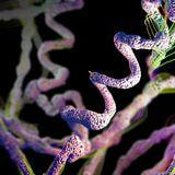 Cover image for research topic "The Metabolic Pathways of Archaea"