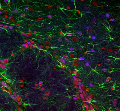 Cover image for research topic "Engineering Adult Neurogenesis and Gliogenesis"
