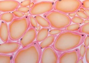 Cover image for research topic "Regulation of Lipid Metabolism in Adipose Tissue and Skeletal Muscle - Volume II"