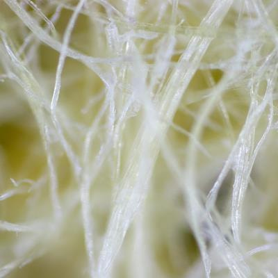 Cover image for research topic "Biosynthesis and Metabolic Engineering of Living Stocks (Lignin) for Biofuels"
