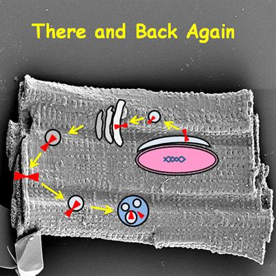 Cover image for research topic "Ion Channel Trafficking and Cardiac Arrhythmias"