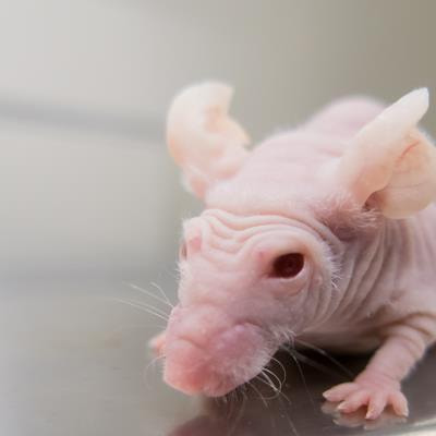 Cover image for research topic "Rodent model organisms: Therapeutic treatments and drugs interaction with the gut microbiome"