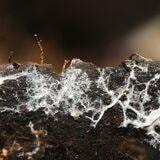 Cover image for research topic "Applicative and Ecological Aspects of Mycorrhizal Symbioses"