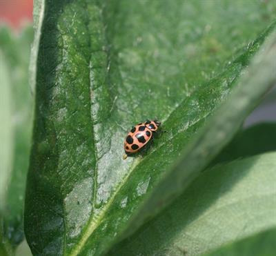 Cover image for research topic "Ecology and Behavior of Native, Naturalized, and Invasive Ladybird Beetles"