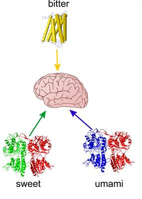 Cover image for research topic "Sweet, bitter and umami taste receptors: genes, structure, food acceptance and health"
