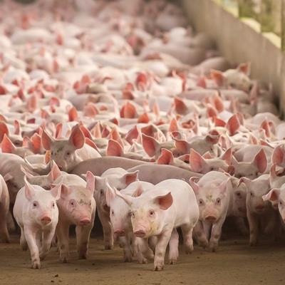 Cover image for research topic "Exploring the Influence of Gut Microbiome on Human Health: Mechanistic Insights from Pig Models"