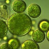 Cover image for research topic "Photosynthetic Regulation and Carbon/Nitrogen Metabolism in Genetically Engineered Algae"