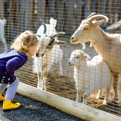 Cover image for research topic "Infectious Diseases Associated with Reproductive Disorders in Domestic Animals"