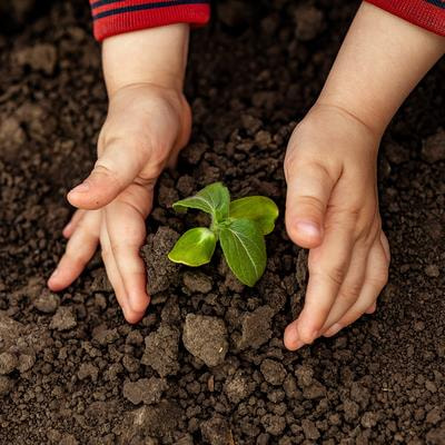 Cover image for research topic "Climate Impact on Plant Holobiont: Mitigation Strategies and Sustainability, Volume II"