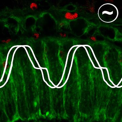 Cover image for research topic "Circadian Plasticity –  A Collaboration Between Neuronal and Glial Oscillators"
