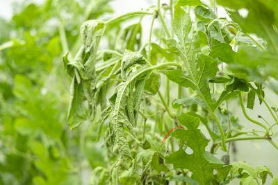 Cover image for research topic "Current Advances in Fusarium Wilt"