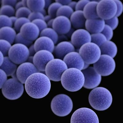 Cover image for research topic "Phenotypic Variation as an Important Aspect of Staphylococcal Pathogenesis"