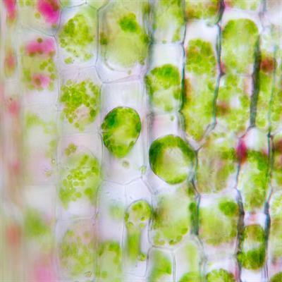 Cover image for research topic "Metabolic and Molecular Networking of Antioxidants and ROS
Homeostasis in Plants"