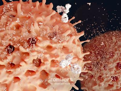 Cover image for research topic "Unswitched Memory B cells in Human Health and Disease"
