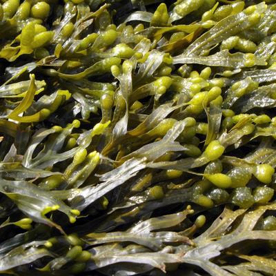 Cover image for research topic "Seaweed Phylogenetics, Evolution and Biogeography"