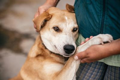 Cover image for research topic "Canine lymphoma pathogenesis, diagnosis, prognosis and treatment: current and future perspectives"
