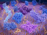 Cover image for research topic "Identification of Biomarkers for Cancer Immunotherapy: From Bench to Bedside - Volume II"