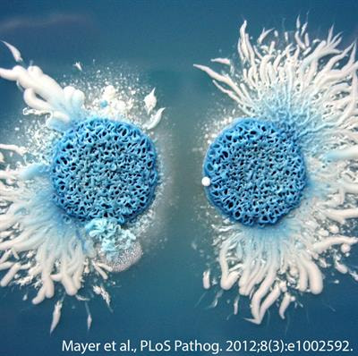 Cover image for research topic "Immunity to Human Fungal Pathogens: Mechanisms of Host Recognition, Protection, Pathology, and Fungal Interference"
