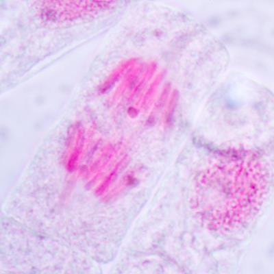 Cover image for research topic "Editors' Showcase 2023: Insights in Cell Growth and Division"