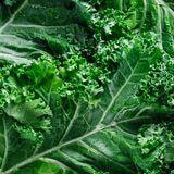Cover image for research topic "Dietary Nitrate: Friend or Foe"