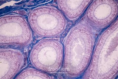 Cover image for research topic "Testicular Cancer Awareness Month 2023: Exploring New Treatments for Improving Testicular Cancer Management and Patient Outcome"