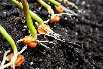 Cover image for research topic "The Roles of Root Functional Traits and Underground Economics Spectrum in Mediating Nutrient Acquisition"