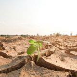 Cover image for research topic "Photosynthesis Under Abiotic Stress"